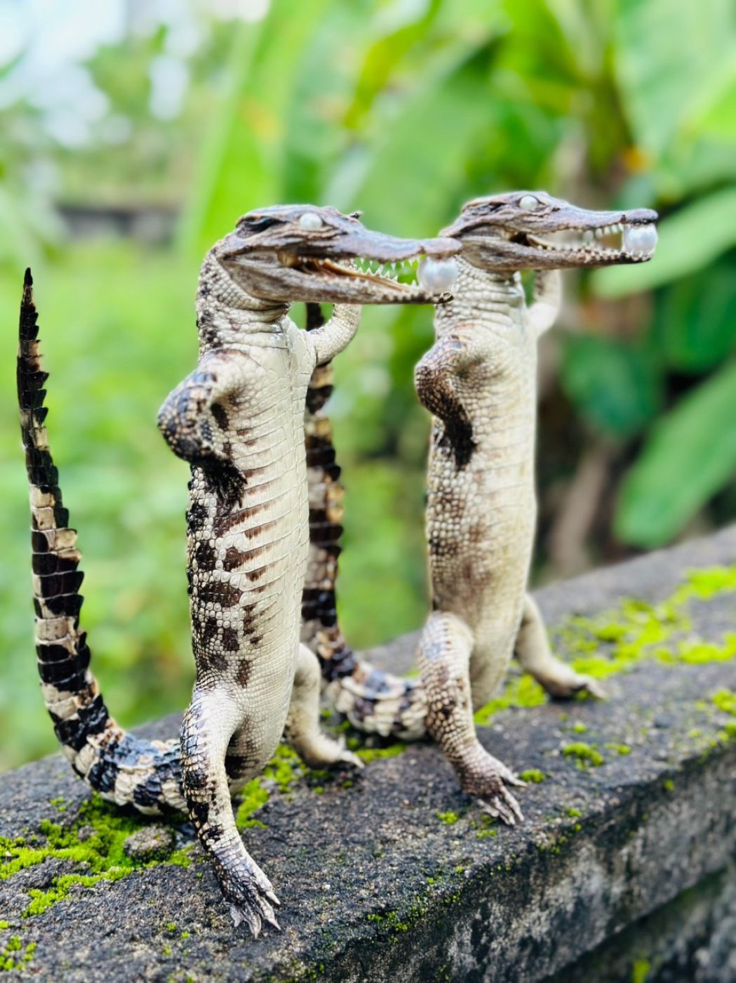 Cá sấu nhồi nguyên con 50-55cm